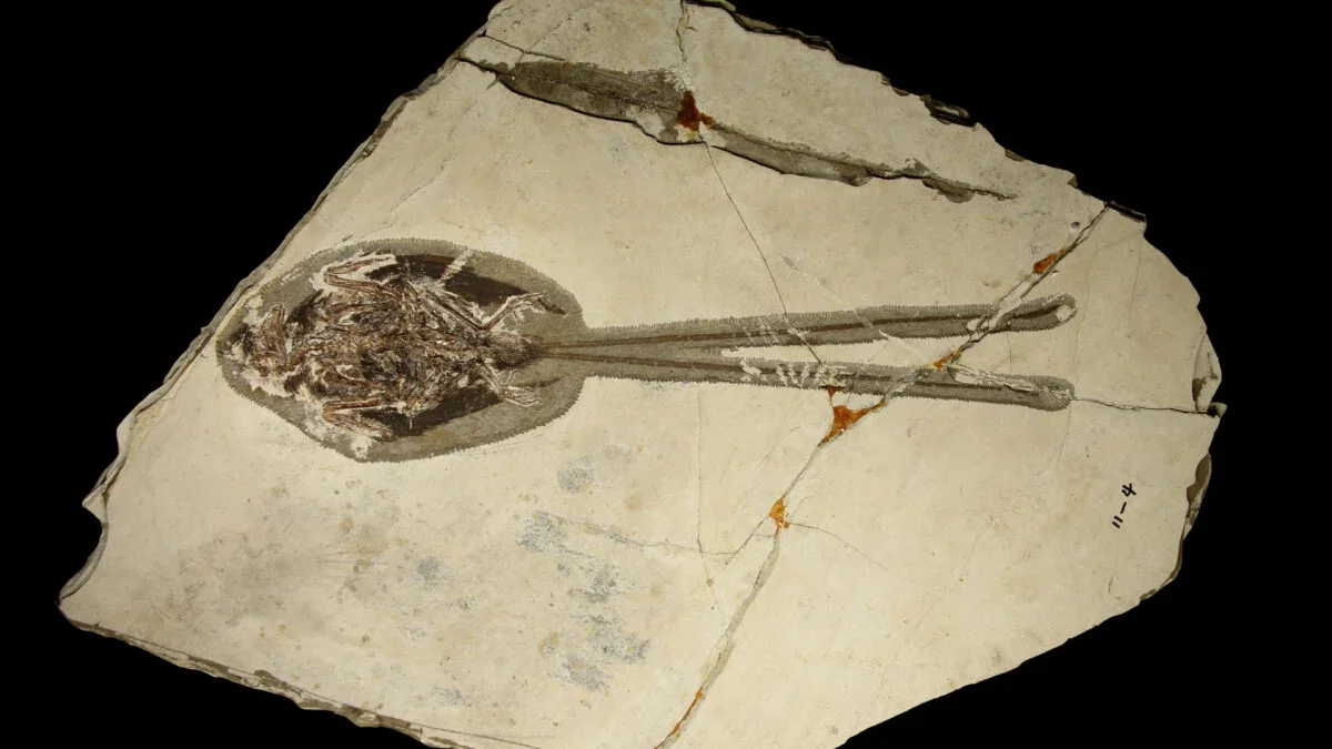 Ancient Bird Flaunted a Tail Twice Its Body Length in a Dino‑Era Display