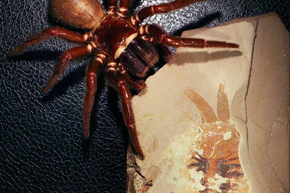 Ancient Claw-Bearing Predator Pushes Spider Origins Back 500 Million Years