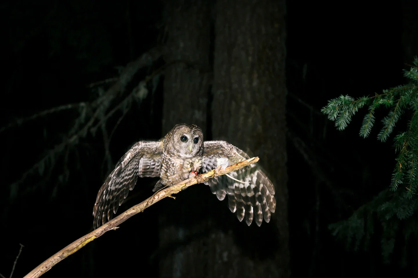 Trump Admin Repeals Habitat-Harm Rule, Expanding Development Under ESA