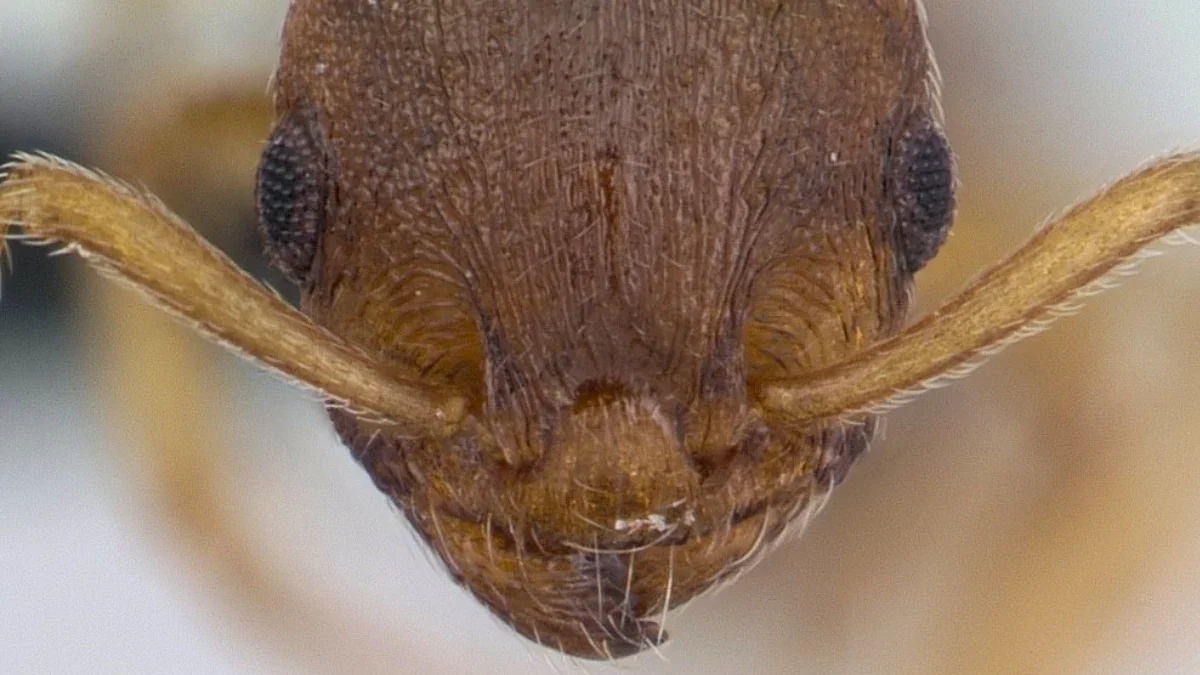 Tapeworm Extends Ant Lifespan and Rewrites Social Roles