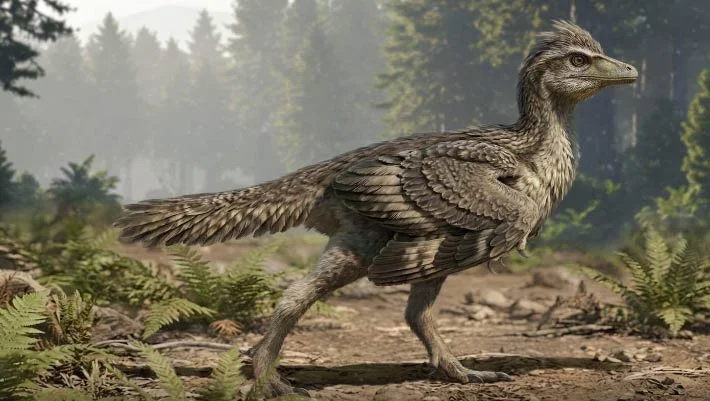 Tiny Jurassic Bird Reveals Stepwise Tail Evolution in Early Birds