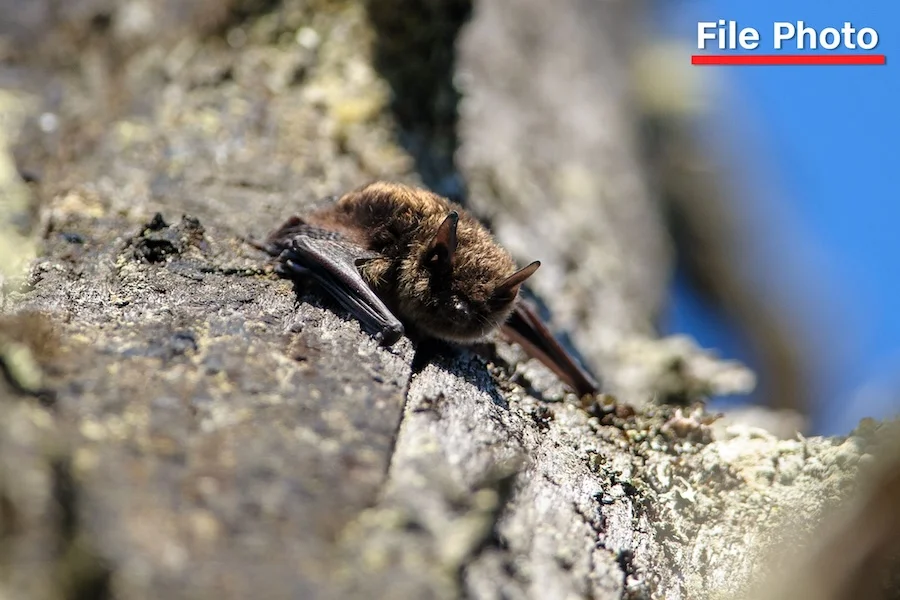 Ontario Bat Exposure Tragedy: 11-Year-Old Dies of Rabies