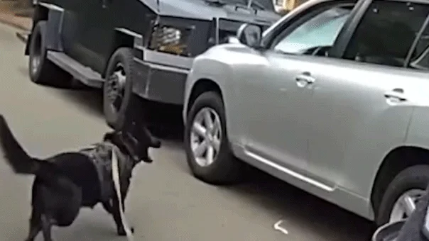 K-9 Ends 40-Minute Standoff With Impaired Driver in Vancouver, WA