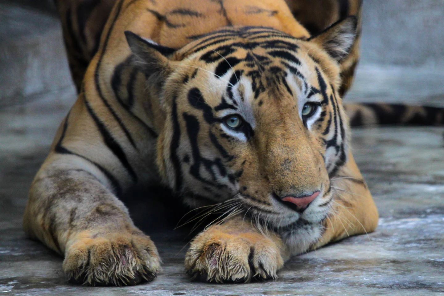 Tigers escape Georgia animal safari after tornado.