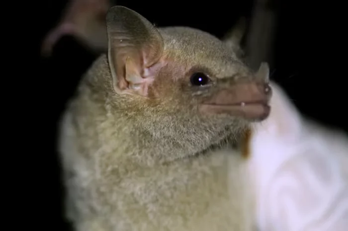 Richmond doctor wakes to a bat near her mouth, sparking rabies alert