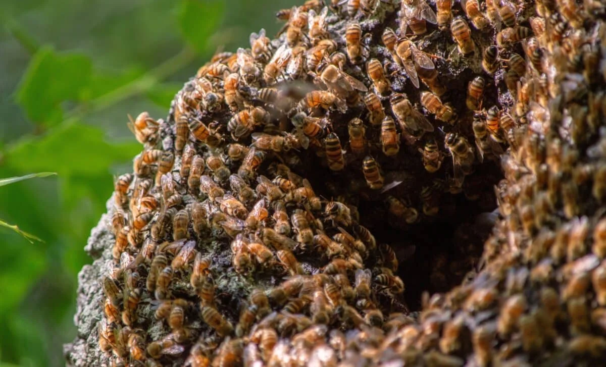 Millions of Ground-Nesting Bees Discovered Under a New York Cemetery