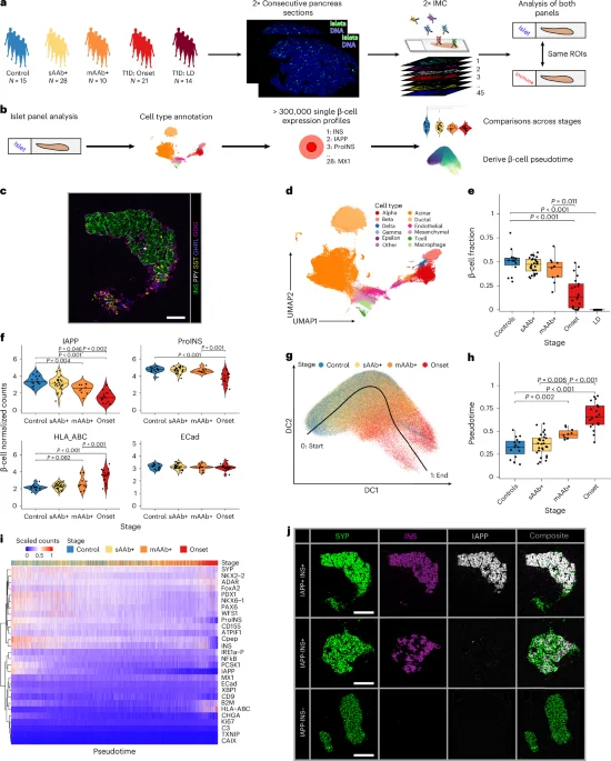Mapping early β‑cell changes and immune interactions in type 1 diabetes progression