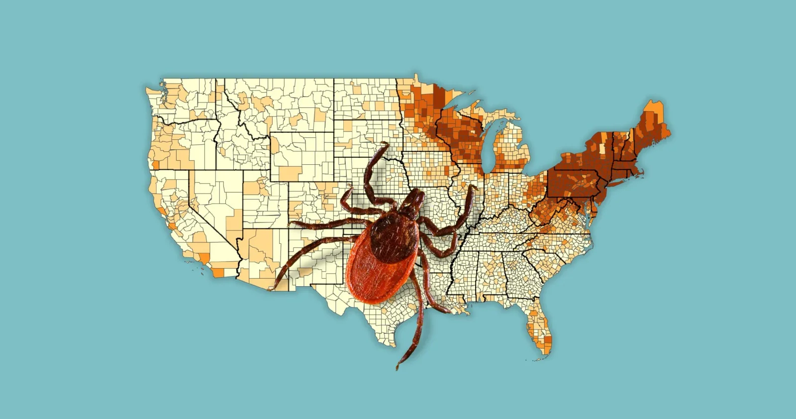 Tick bites surge across the U.S., driving ER visits higher