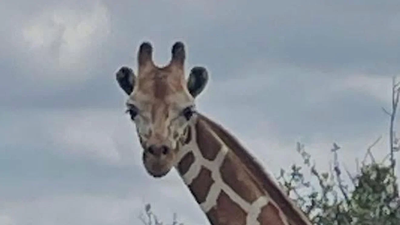 Giraffe Gracie Still Missing in Texas Hill Country With $5,000 Reward