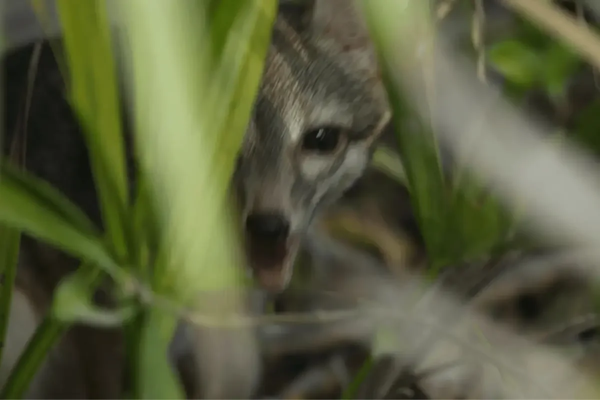 Cozumel’s dwarf fox photographed alive, overturning extinction fears