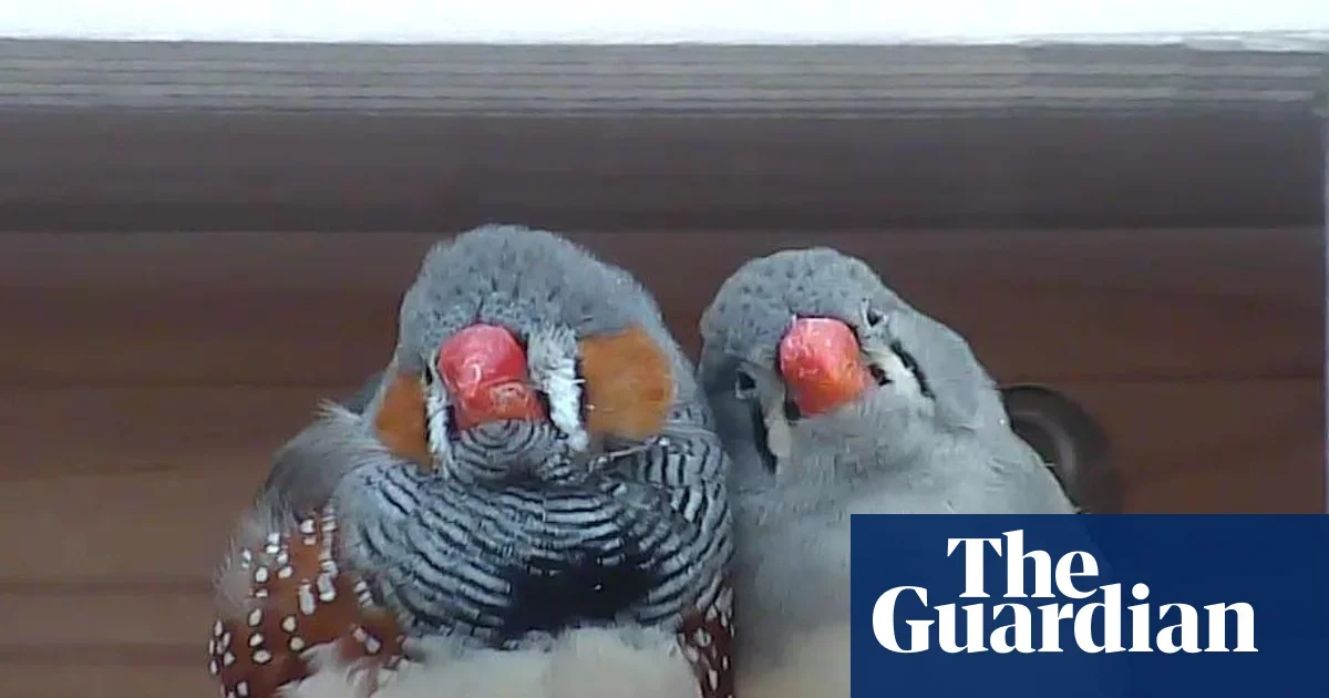 Birds Speak Back: Zebra Finch Dictionary Wins $100,000 Prize