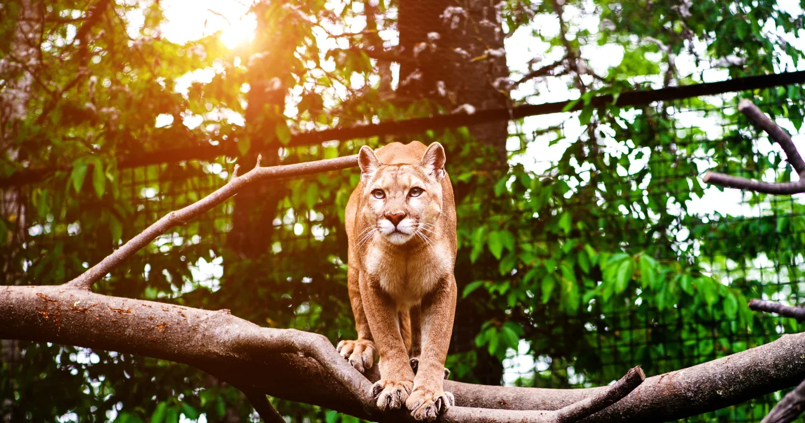 Mountain Lions Spark a Trophic Cascade at a Small California Preserve