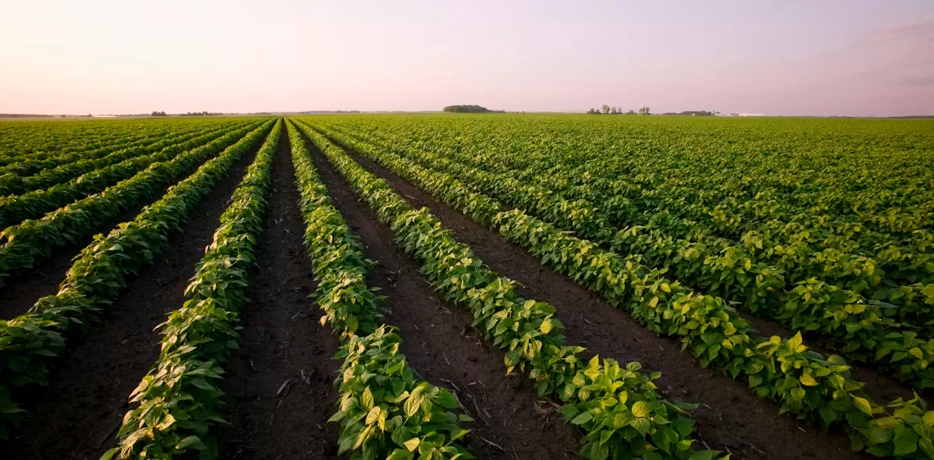 US-Canada tariff clash could reshape fertilizer use for years