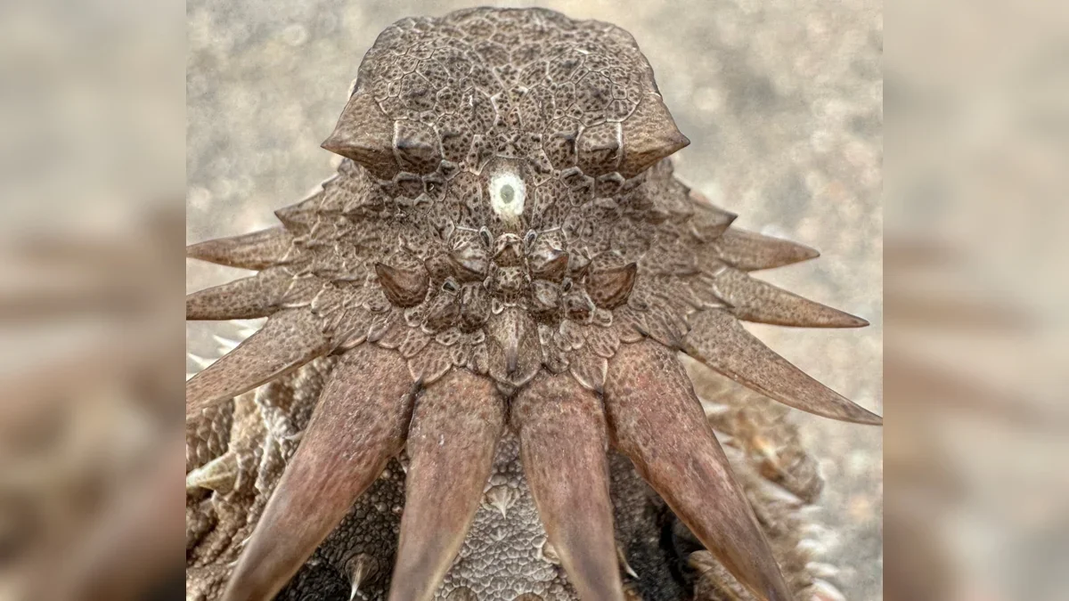 Two Retinas from One Median Eye: The 600-Million-Year Tale Behind Human Vision