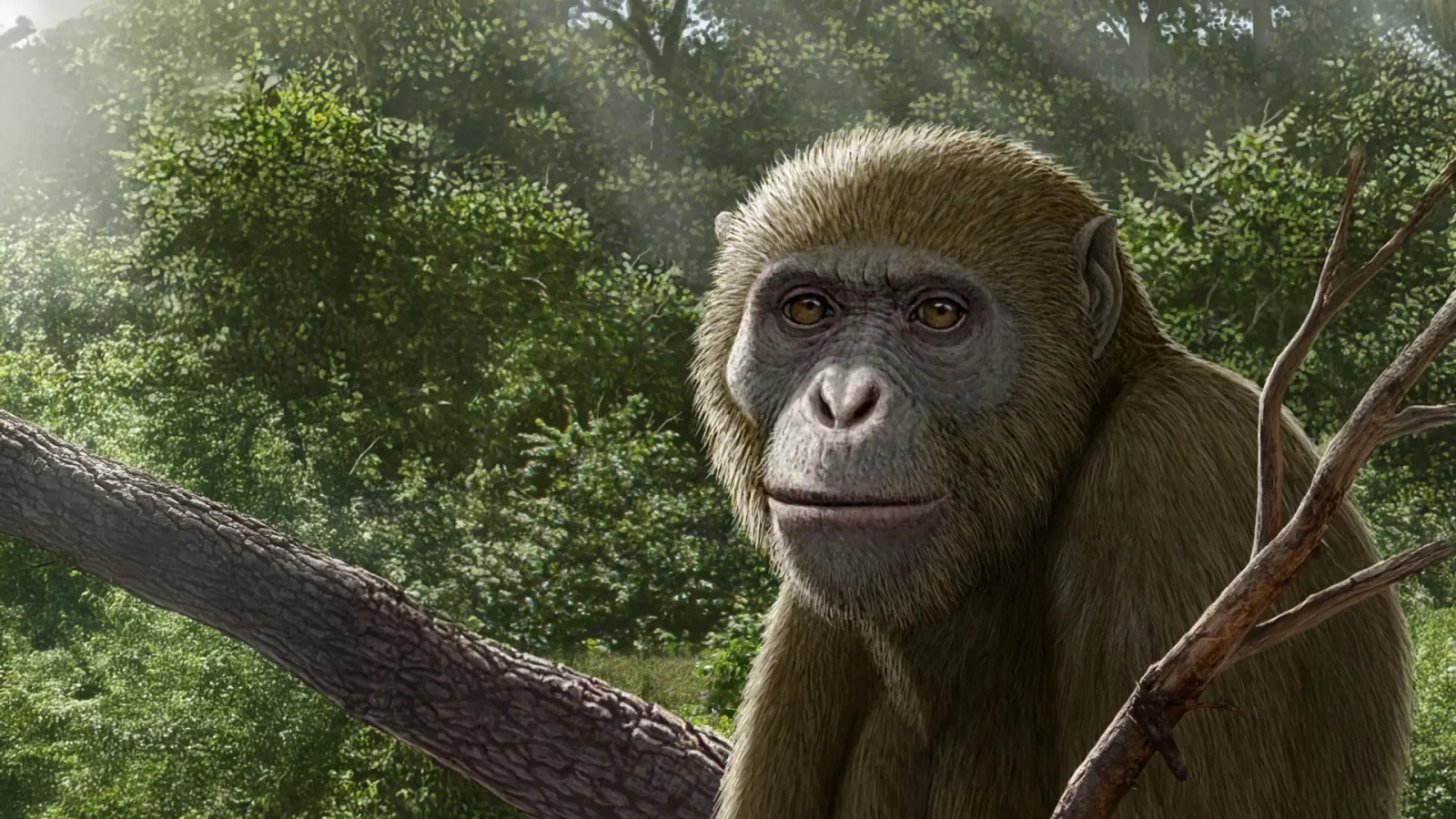 Ancient Egyptian ape fossil reshapes the origin story of modern apes
