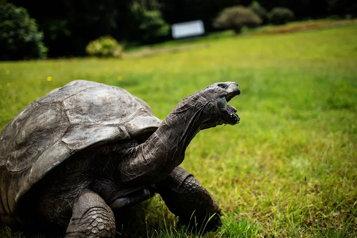 Jonathan the tortoise endures as Guinness' oldest-living icon