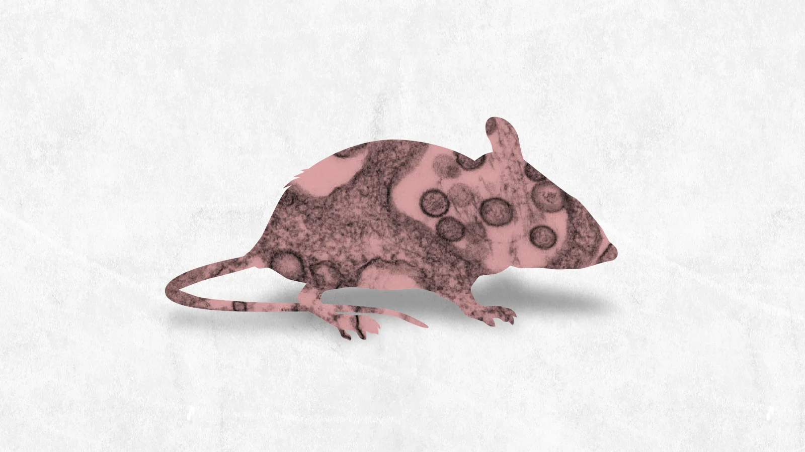 Rodents in Pacific Northwest harbor more hantavirus than previously thought