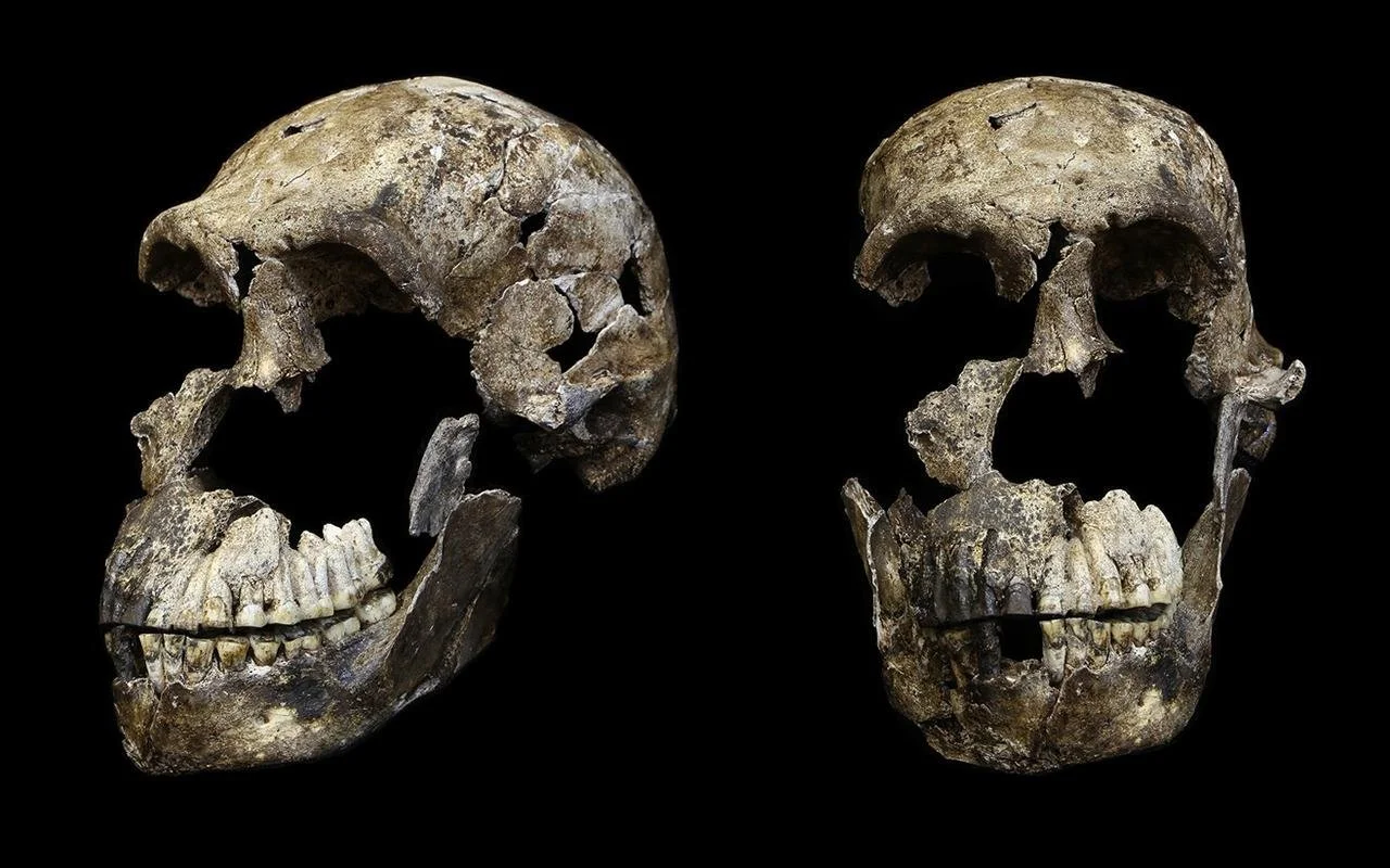 Proteomic clues hint Rising Star Homo naledi fossils were all female