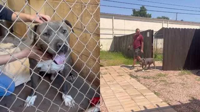 Last Walk, New Life: Senior Shelter Dog Finds Forever Home