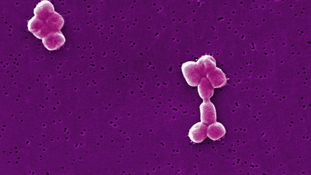 Combatting Antibiotic Resistance: Proper Usage and Disposal