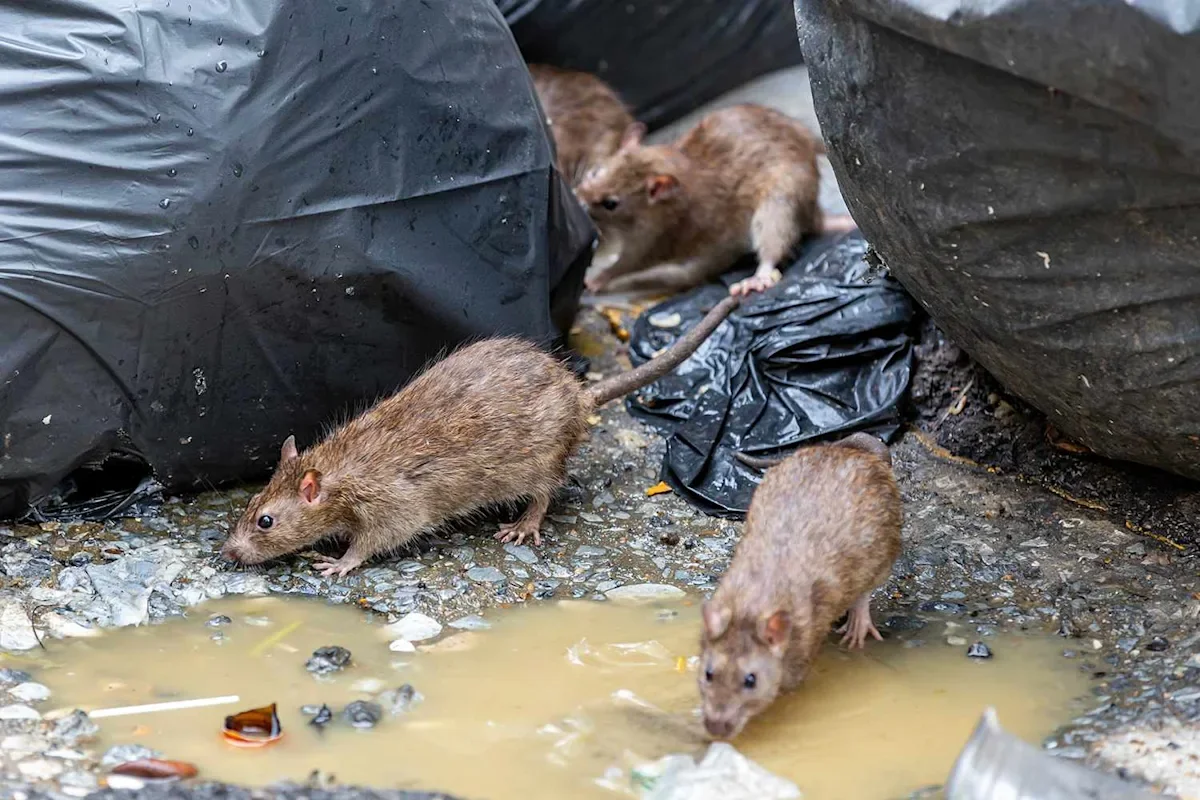 California RV Rat-Farming Tragedy Linked to Rare Disease