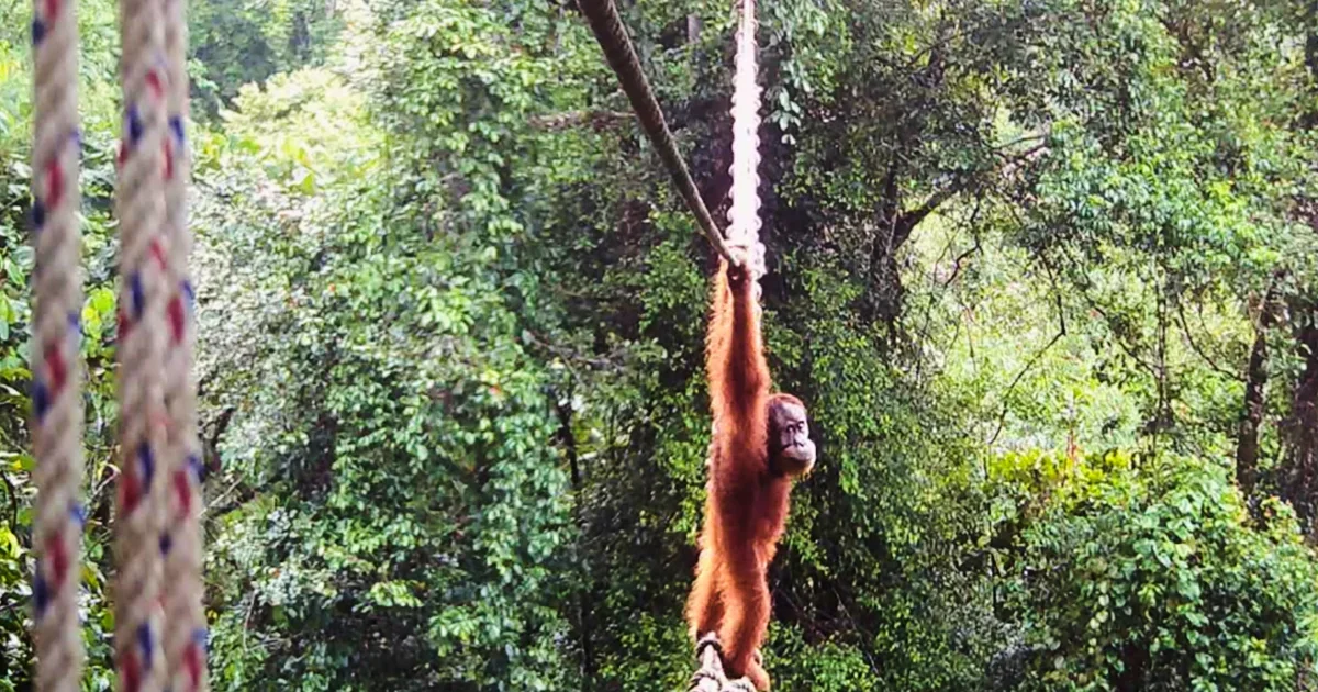First Sumatra orangutan crosses a public road using canopy bridge, conservationists report