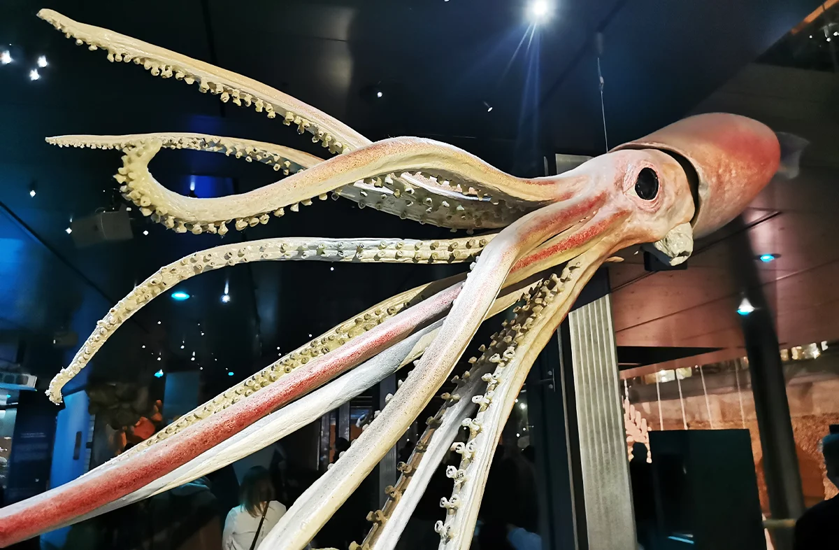 Giant Squid Detected Off Western Australia Via Environmental DNA
