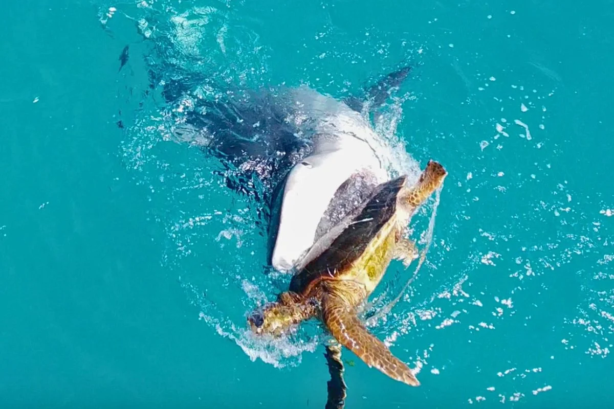 Drone captures tiger shark predation on sea turtle off Western Australia