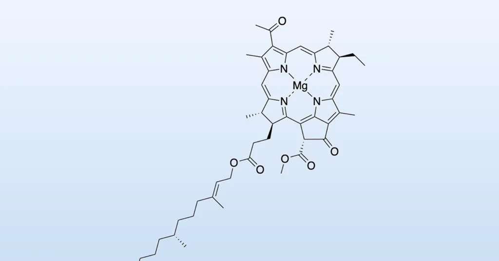 Decade-long breakthrough: first total synthesis of bacteriochlorophyll a achieved in lab