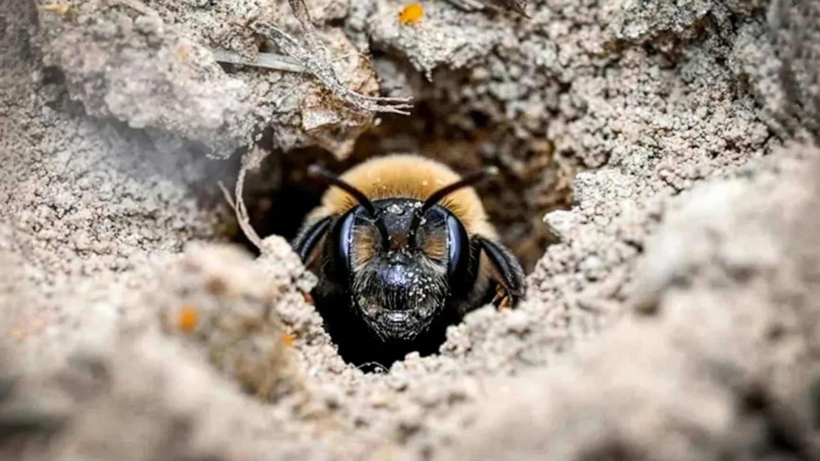 Ithaca Cemetery Houses About 5.5 Million Ground-Nesting Bees