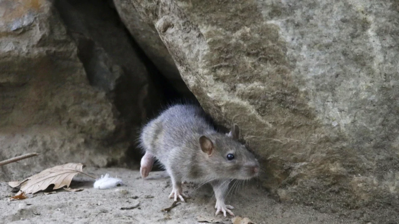 Northwest hantavirus found more commonly in local rodents than thought