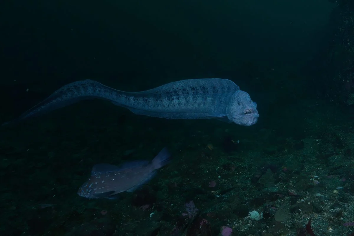 Huge Wolf Eels Spotted in the Salish Sea, Up to Eight Feet Long