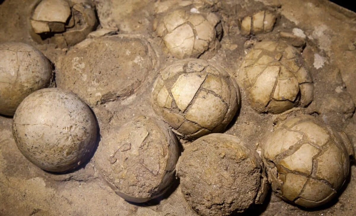 India’s Massive Titanosaur Nesting Site Uncovered with 256 Eggs Across 92 Nests
