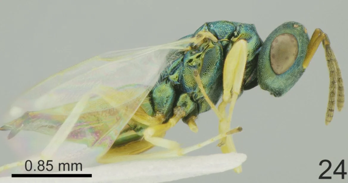 New hyperparasitoid threat reshapes the sugar beet pest puzzle