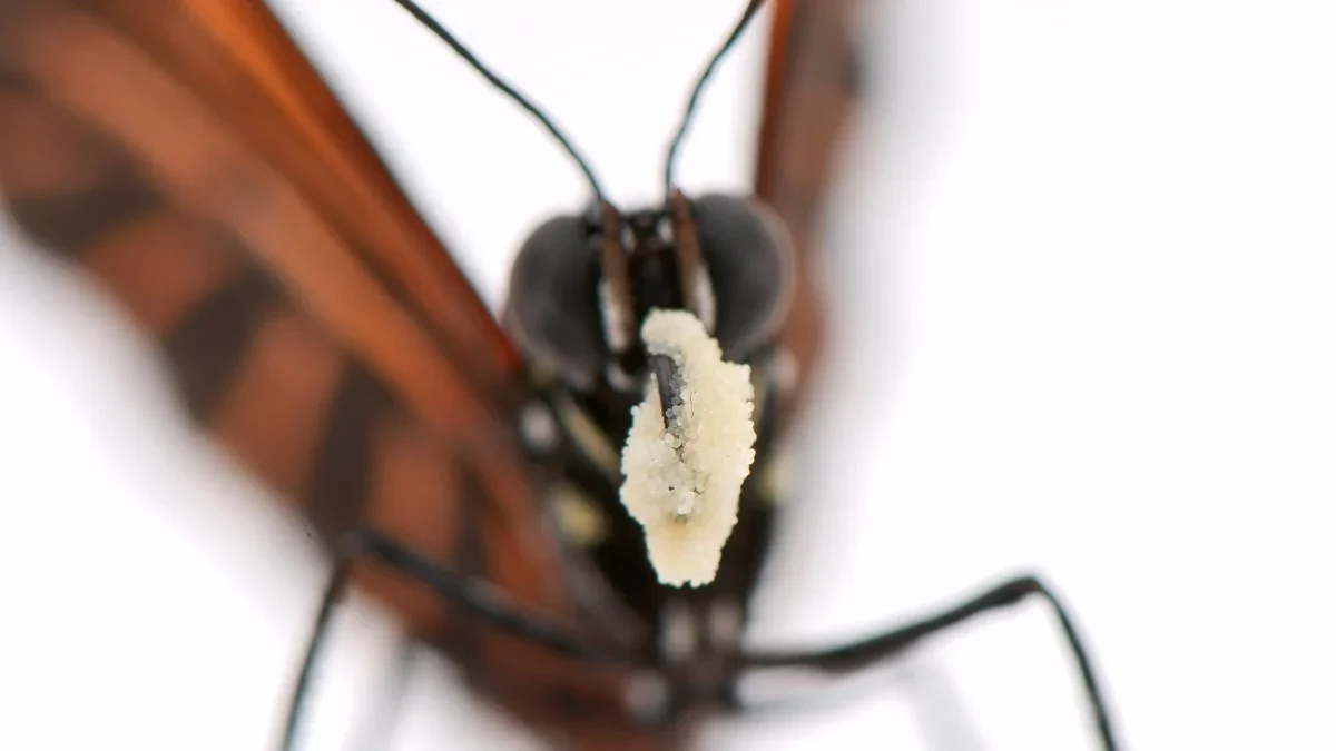 Pollen-Powered Lifespans: Butterflies Reveal Hidden Longevity Secrets