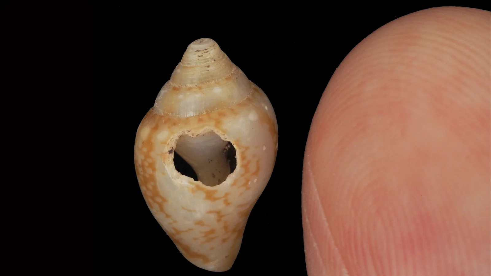 Ancient Neanderthals and Modern Humans Learned Together in Turkey 59,000 Years Ago