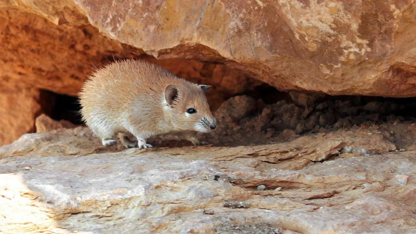 Desert Mouse Defies Aging, Hinting at New Longevity Pathways for Humans