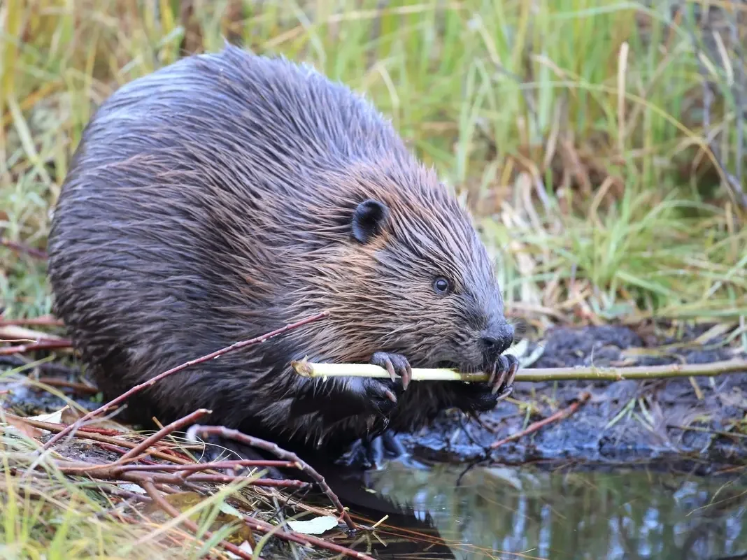 Beaver Bite Sends 13-Year-Old to Hospital at Cunningham Falls Park