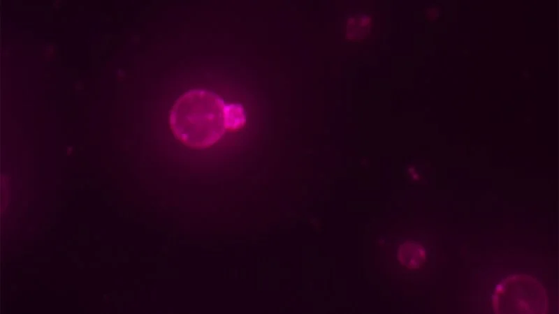 Researchers Build the First Synthetic Cell From Nonliving Chemistry