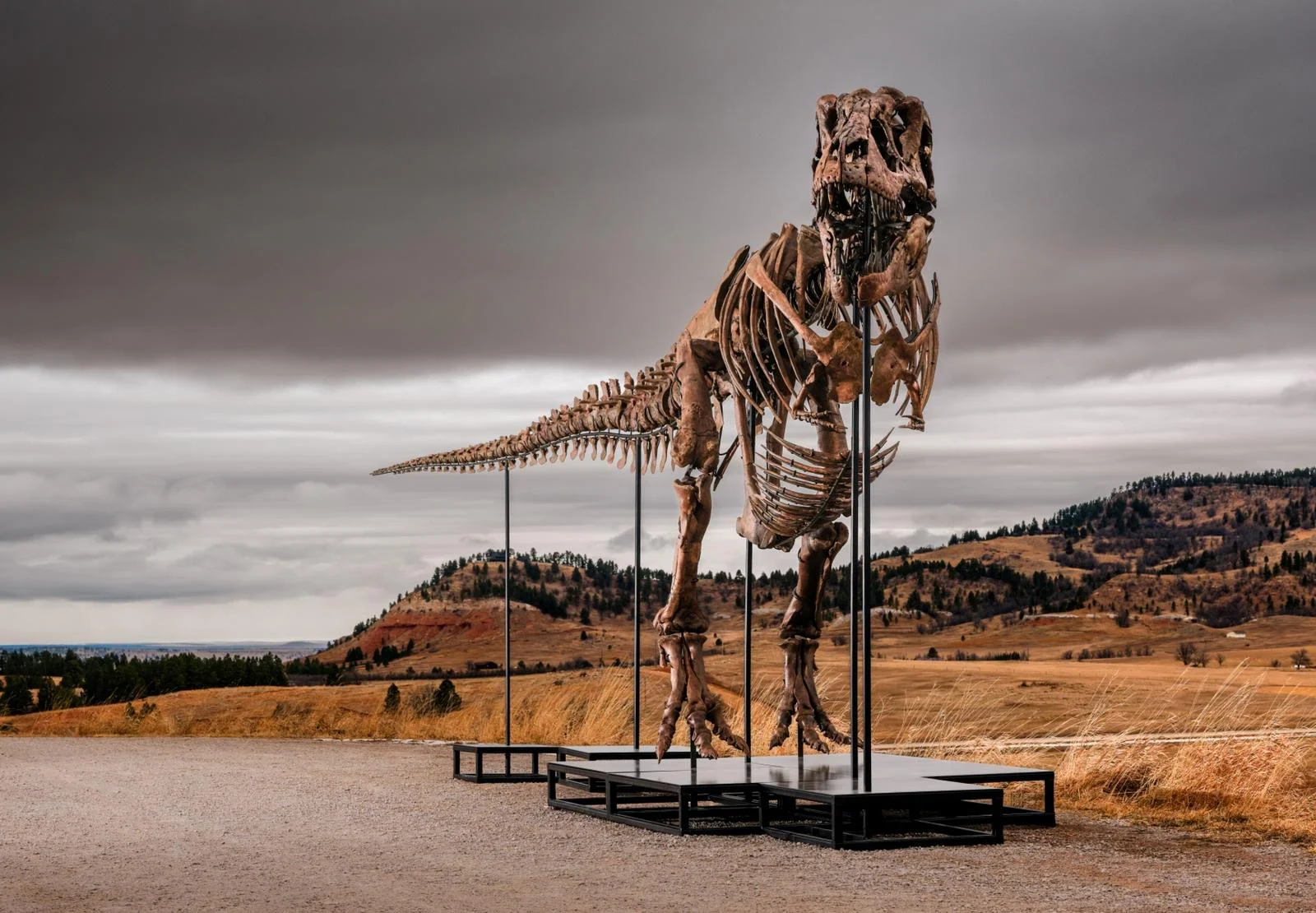 Gut-instinct find uncovers 38-foot T. rex, heading to Sotheby’s auction