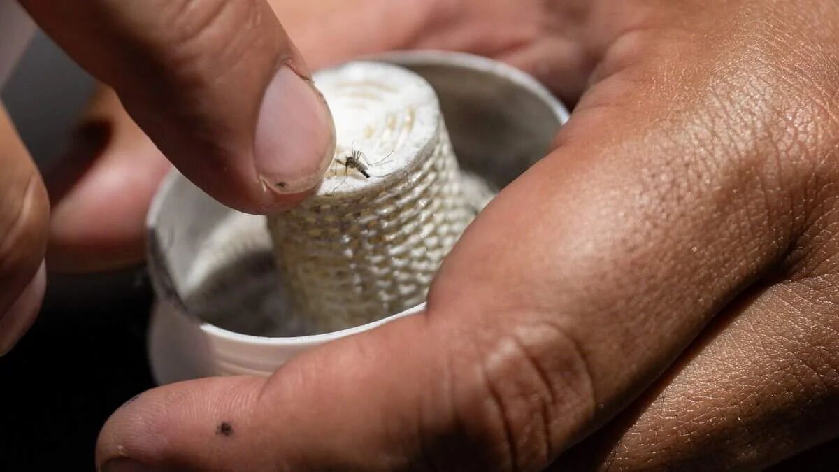 Sacramento deploys sterile-mosquito releases to tackle disease-spreading Aedes aegypti