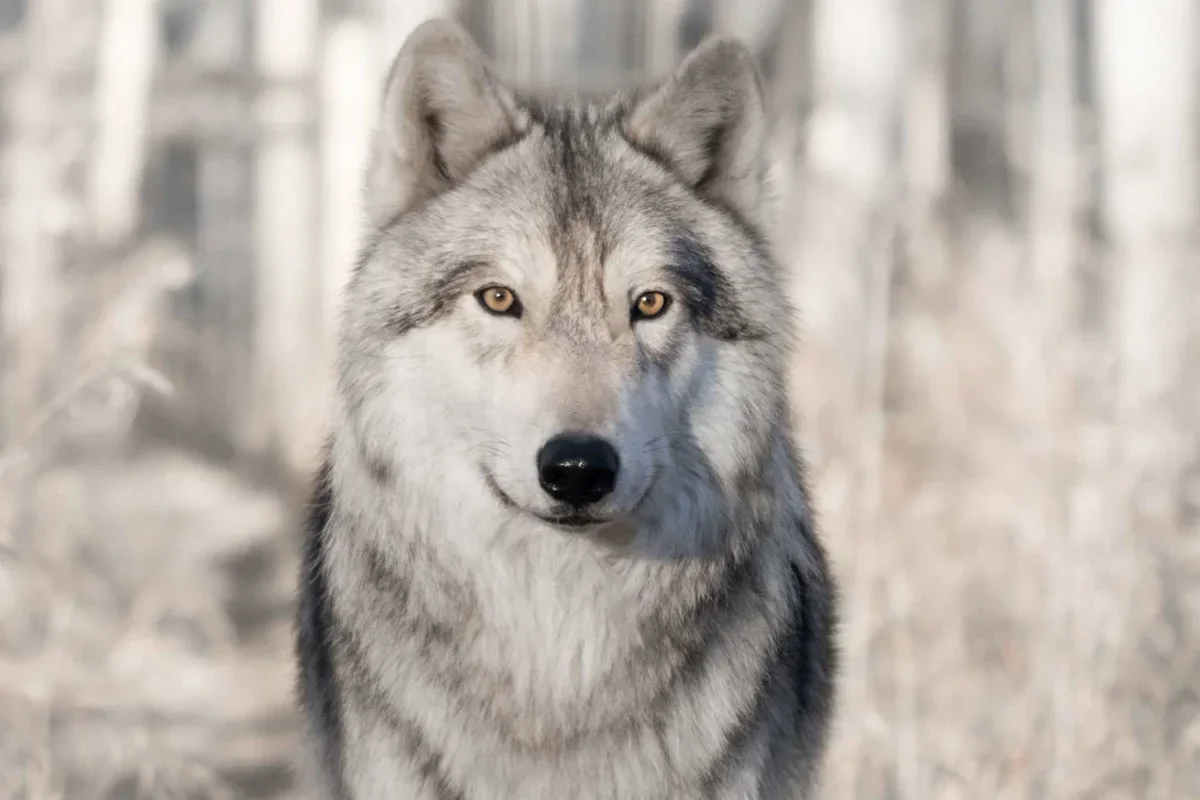 Ancient Baltic Wolves Hint at Boat‑Travel with Humans millennia ago