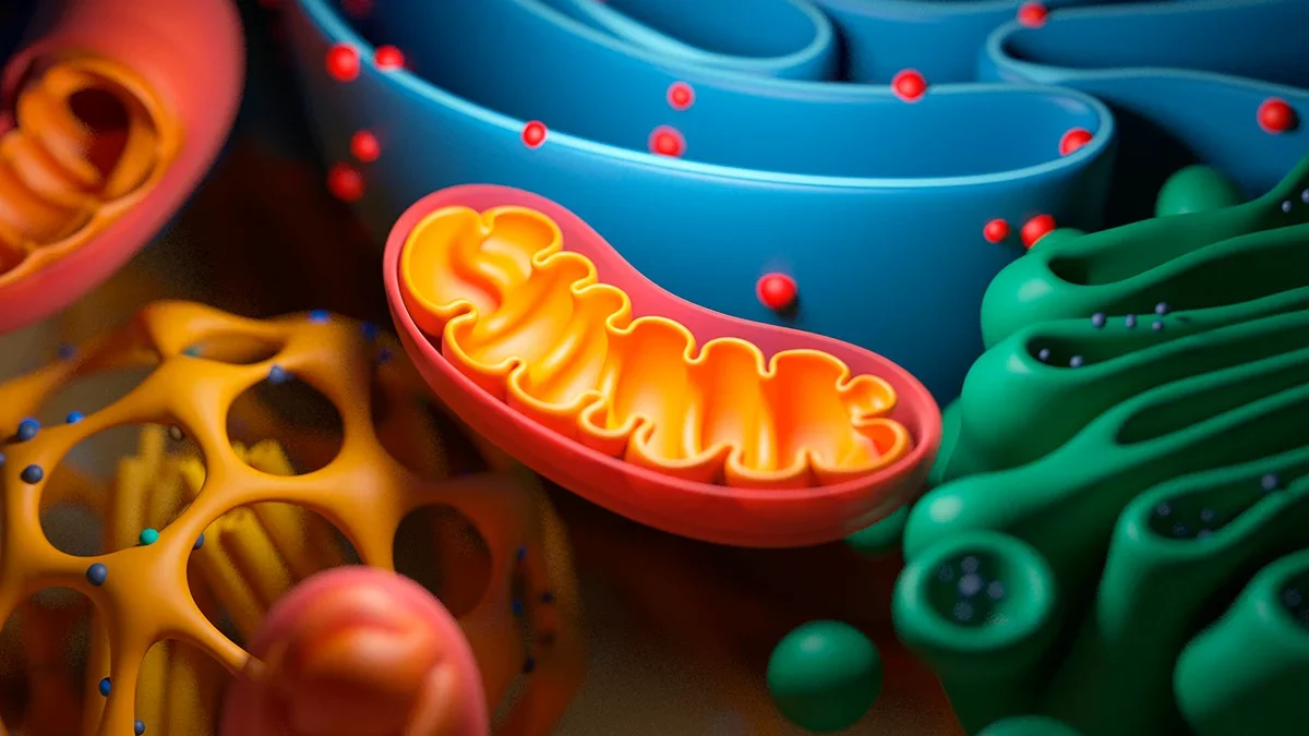 Dietary Lipid May Rejuvenate Mitochondria and Slow Aging