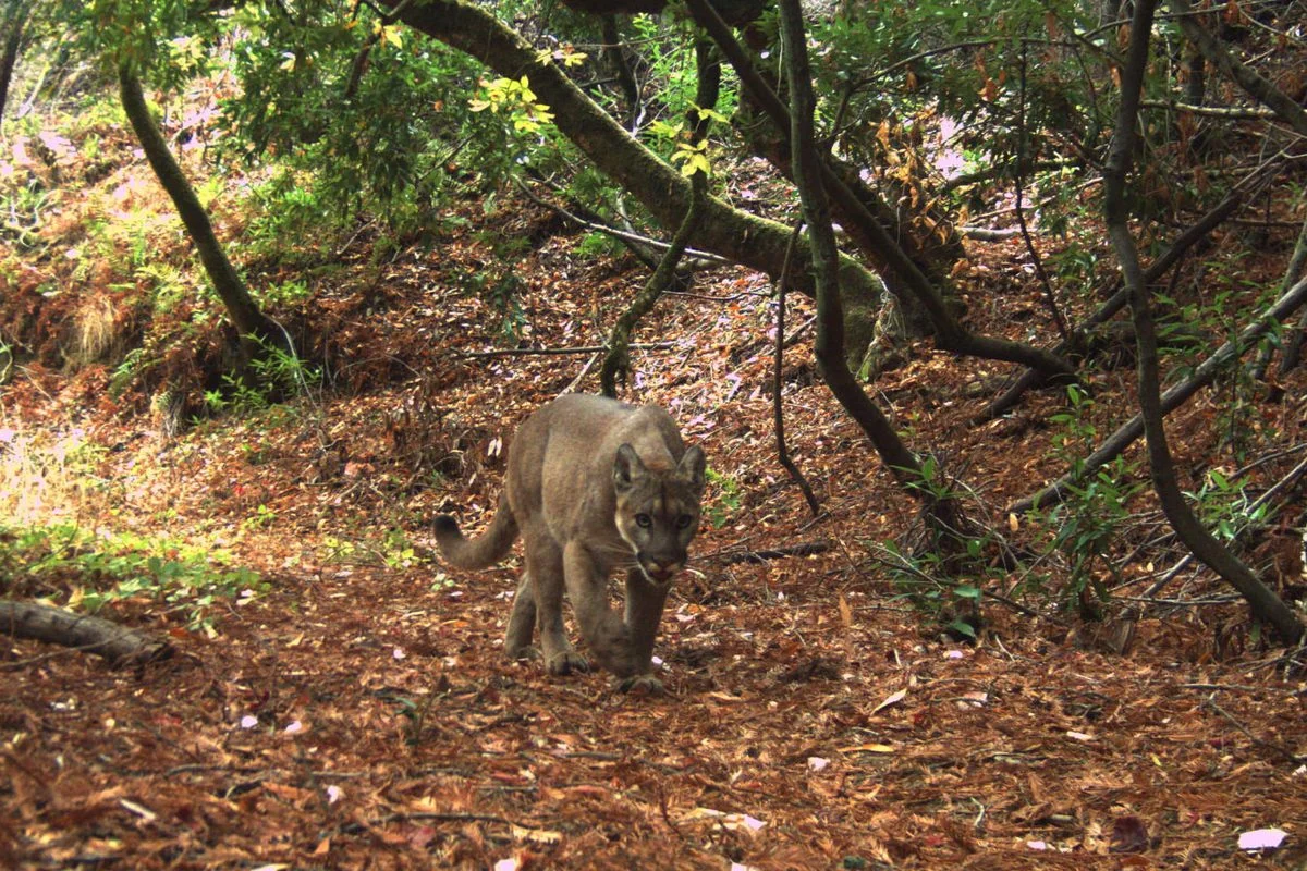 Tiny California preserve reveals how mountain lions reshape local ecosystems