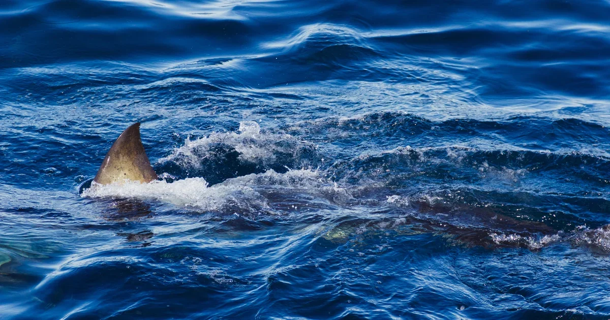 Spearfisher Killed by Great White Near Rottnest Island, Australia