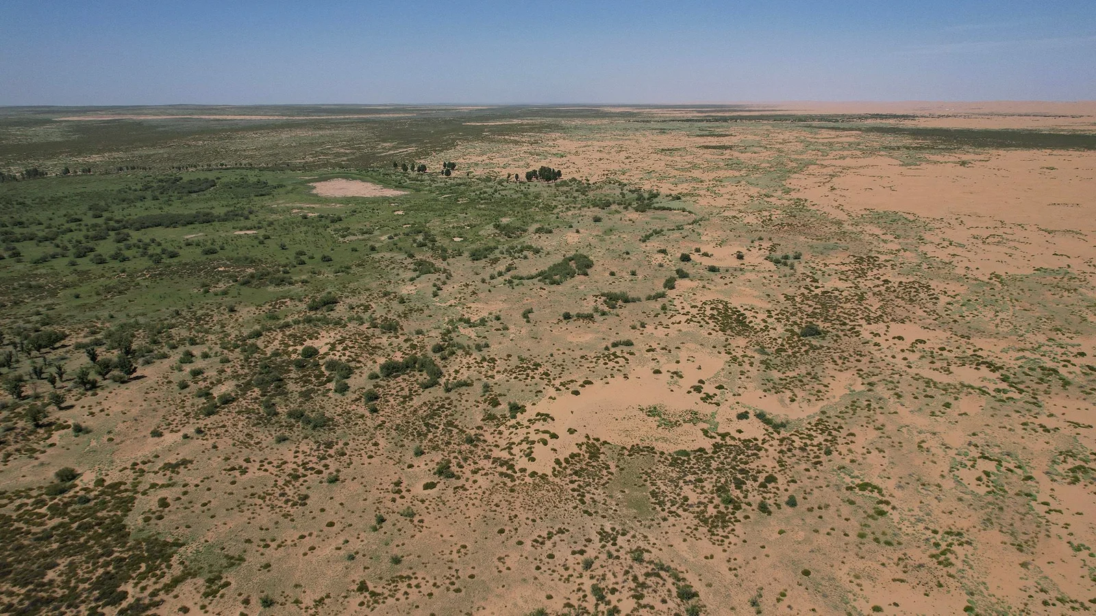 China’s Great Green Wall: planted forests outpace natural forests in leaf growth