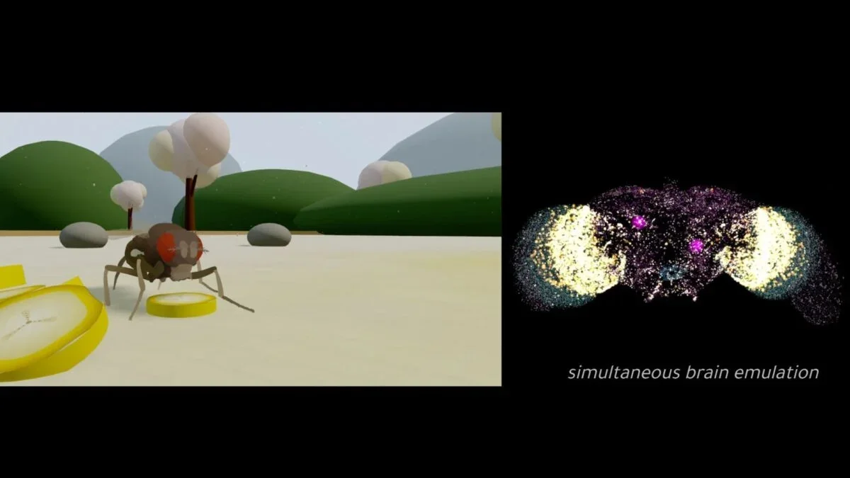 Digital Brain Twins Fuel the Mind-Uploading Debate