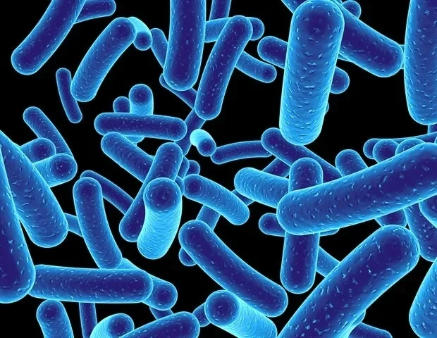 Common sweeteners can disrupt gut bacteria, especially with medications, Cambridge study finds