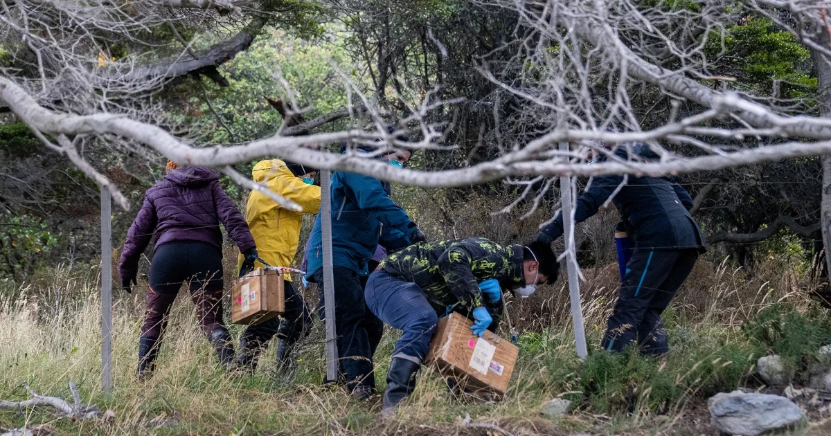 Argentina Traps Rats in Ushuaia to Trace Deadly Hantavirus Outbreak