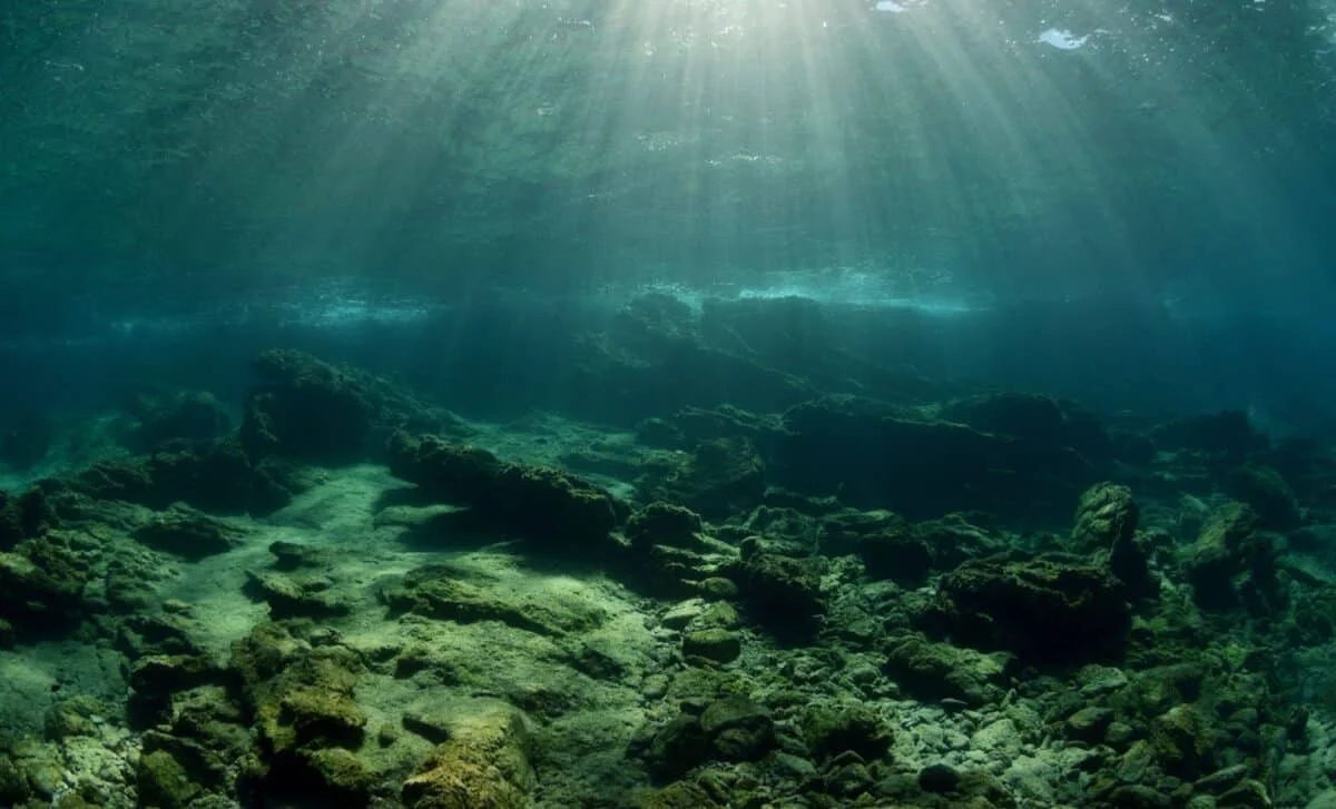 Isolated Palau Lake Houses a Million Golden Jellyfish Evolved Over 12,000 Years